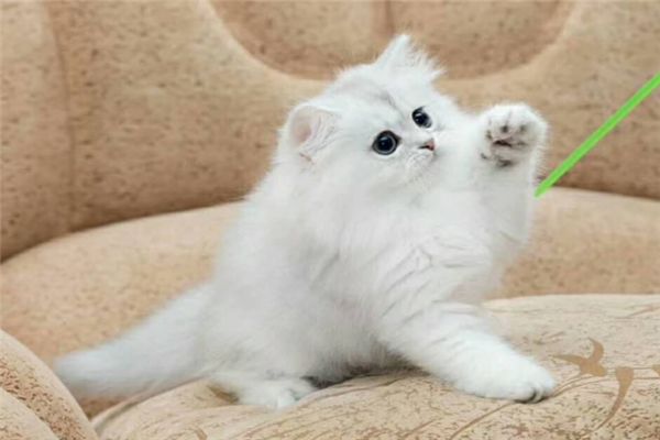 六维宠物小猫