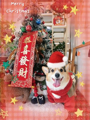 圣诞礼物你们都收到了嘛[亲亲][亲亲][亲亲]