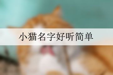 小猫名字好听简单