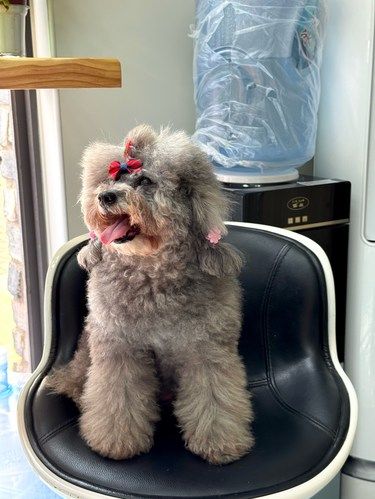 本人亲测）惠州小型犬攻略来了！！ 