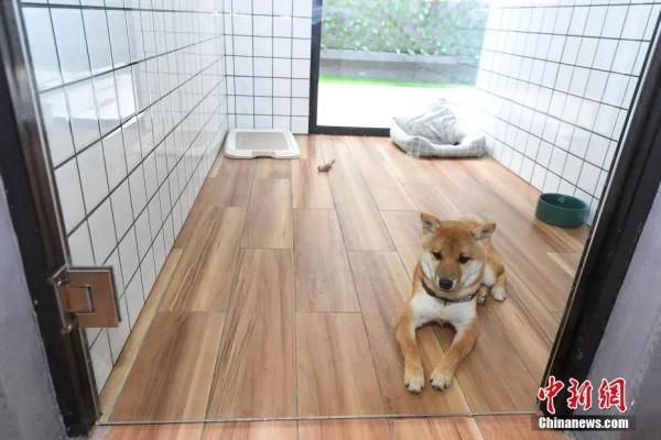 一只小狗住进了149元一天的带窗豪华间狗舍。杨华峰 摄