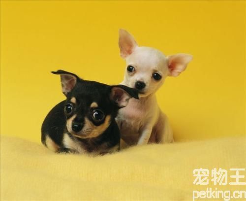 冬季喂喂养吉娃娃犬的三大原则