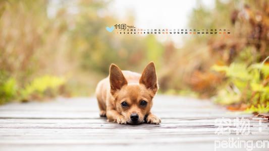 冬季吉娃娃犬怕冷该怎么办