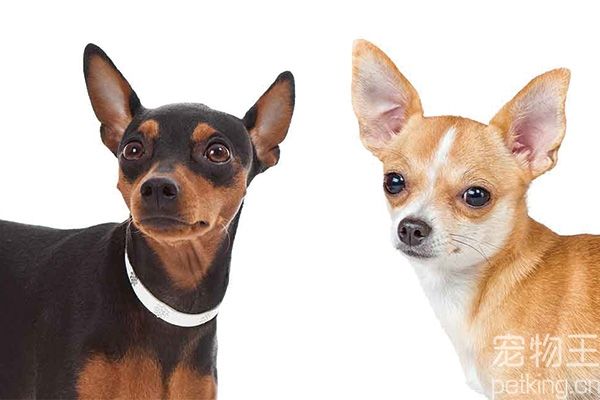 小鹿犬和吉娃娃