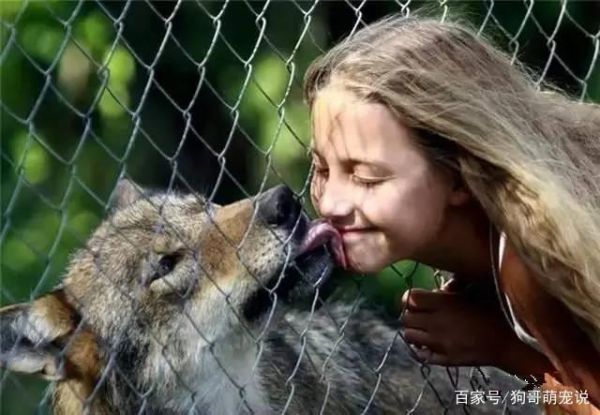 十岁“小魔女”把狼当宠物！网友狼都能驯服童话里都是骗人的