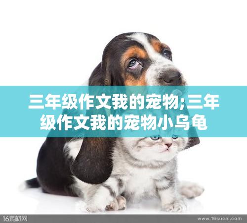 三年级作文我的宠物;三年级作文我的宠物小乌龟