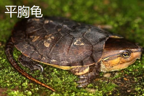 水龟的种类，常见的有这十种