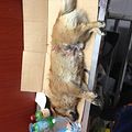 急寻垂死狗狗的主人，大家都帮忙看看_3