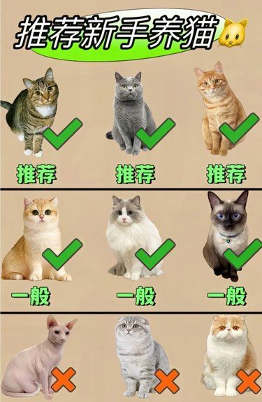 新手适合养什么猫❓