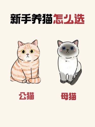 新生养猫怎么选，看这一篇就可以了！