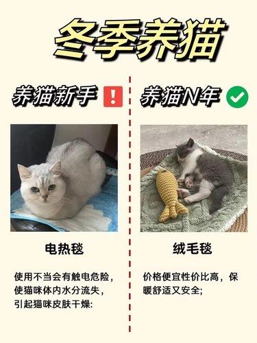 新手养猫如何顺利过冬？现在来学习还来得及