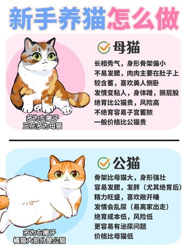 新手养猫怎么做？母猫还是公猫？