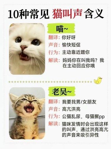 10种猫猫的声音解析