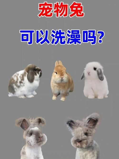 宠物兔洗澡多少钱-宠物兔洗澡多少钱一次