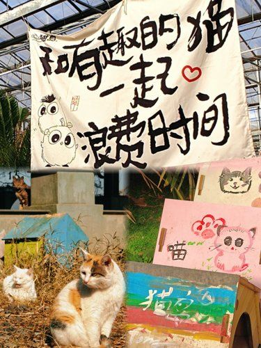 还剩10天闭园！魔都最后的喵星人王国﻿
