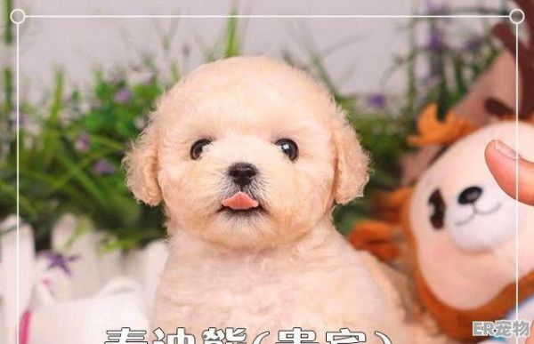 广州正规兽医站地址，广州哪里有正规宠物店