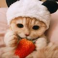 https://p0.meituan.net/userheadpicbackend/c483dcd4a77f5597c151f295ea222c0c558641.jpg%40120w_120h_1e_1c_1l%7Cwatermark%3D0