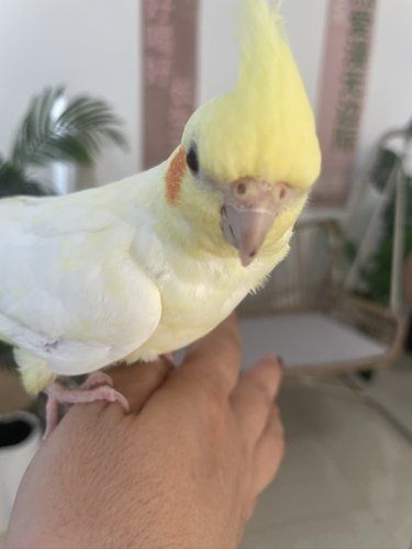 周末干什么?逛逛鸟咖 撸撸小鸟！