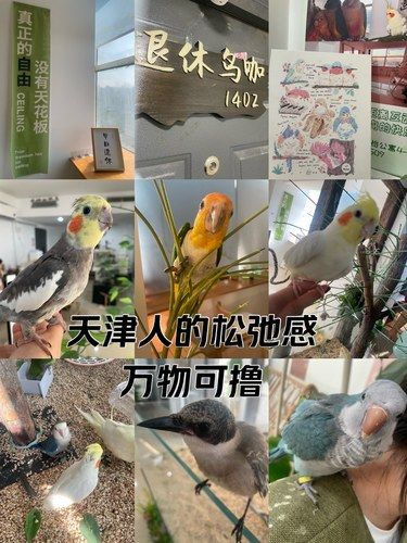 天津人的松弛感 万物皆可撸 今天来撸撸鸟