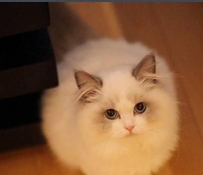 探秘猫咪散瞳的原因（宠物猫咪的眼睛变化及其原因解析）