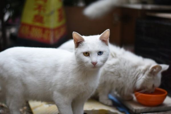 为什么有些猫有两种不同颜色的眼睛？