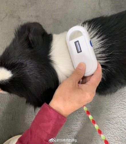 宠物注射电子芯片