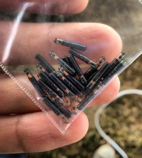 宠物医院动物植入芯片生产厂家