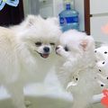 https://p0.meituan.net/userheadpicbackend/a7c9c172ce11c7d0e1534ce911b82ad7452980.jpg%40120w_120h_1e_1c_1l%7Cwatermark%3D0