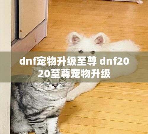 dnf宠物升级至尊 dnf2020至尊宠物升级