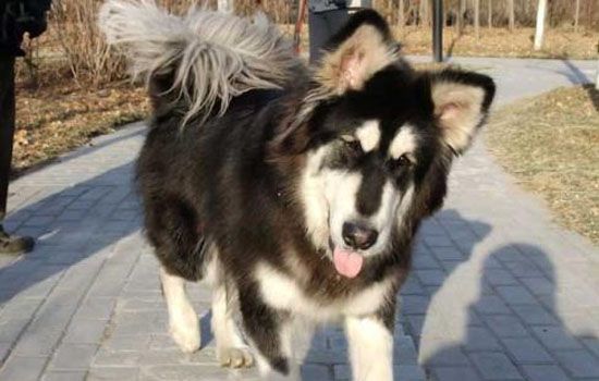狗狗真菌感染怎么办 让狗狗远离真菌皮肤病