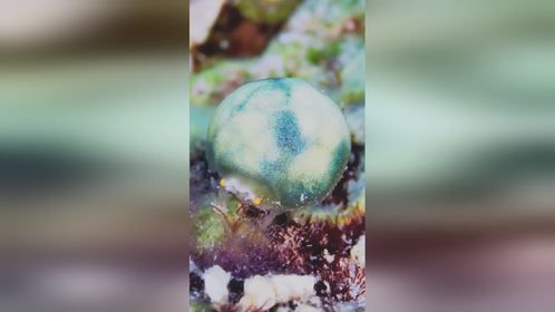 这是什么奇怪的生物？大家有认识的吗？