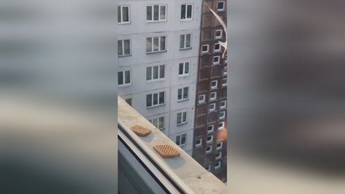 这嘴巴吃这饼干这有点难