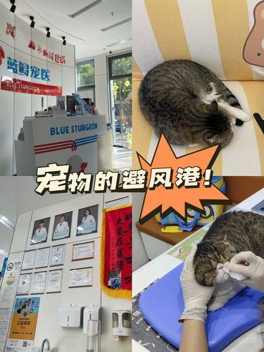 上海宠物医院的温馨体验，后悔没早发现！