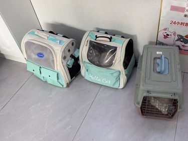 6只猫咪绝育