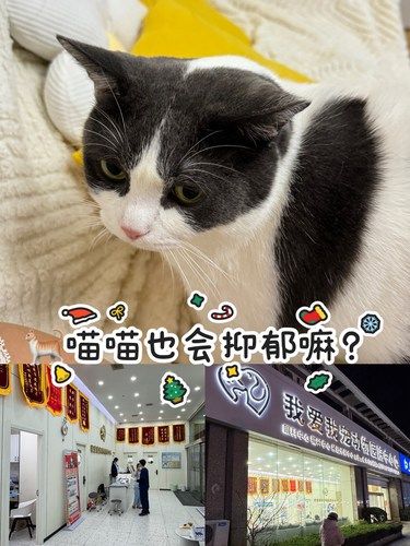 猫猫会跟人一样不开心吗☹️