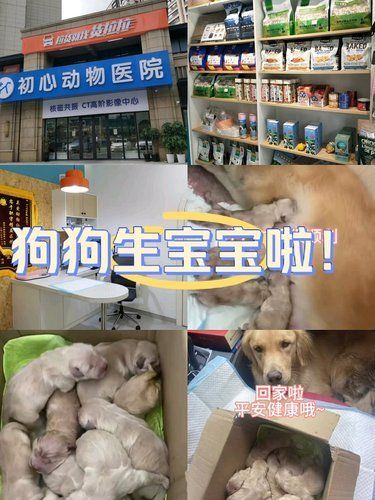 青岛市北最好的宠物医院