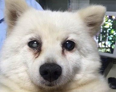 狗狗也可能患白内障，照顾眼睛从日常开始（宠物白内障的原因及预防，与主人有关的注意事项）