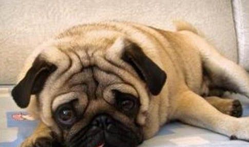 巴哥犬不爱吃狗粮应该如何办