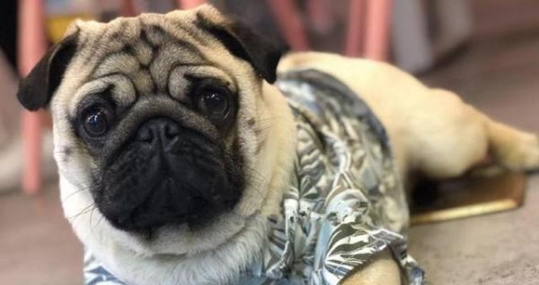 八哥犬疾病全解析（宠物狗不容忽视的健康问题）