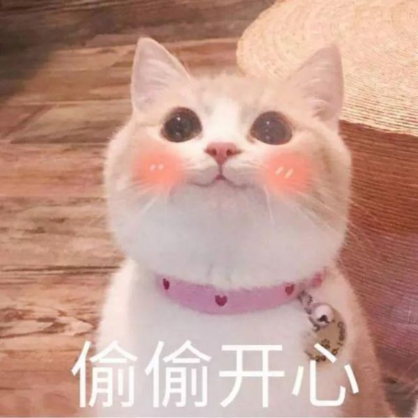 主人请喝星巴克，小金毛喝得眼睛眯缝，狗脸都埋杯子里了