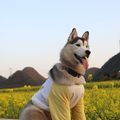 https://p1.meituan.net/userheadpicbackend/4b25a0f5b3461abf89efaca243a2fe8b1333064.jpg%40120w_120h_1e_1c_1l%7Cwatermark%3D0