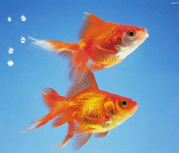 宠物鼬好养吗（适合家养的小宠物有哪些品种）