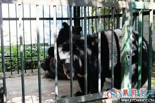 养宠物狗发现是黑熊，狗熊属于什么科的动物？