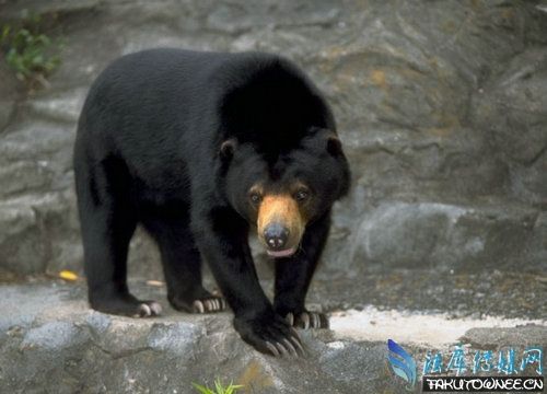 养宠物狗发现是黑熊，狗熊属于什么科的动物？
