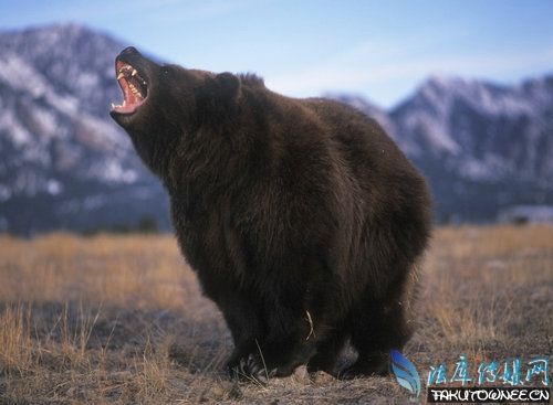 养宠物狗发现是黑熊，狗熊属于什么科的动物？