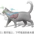 宠心宝智能听诊器居家监测健康