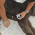 宠物健康管理新突破智能听诊器