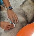 宠物智能听诊器 重塑宠物健康护理行业