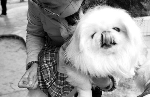 我家狗狗调皮得很,两岁了都还没剪过指甲呢上周六医生来家门口帮忙解决了