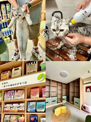 在漳州真的少有只洗猫的宠物店！！